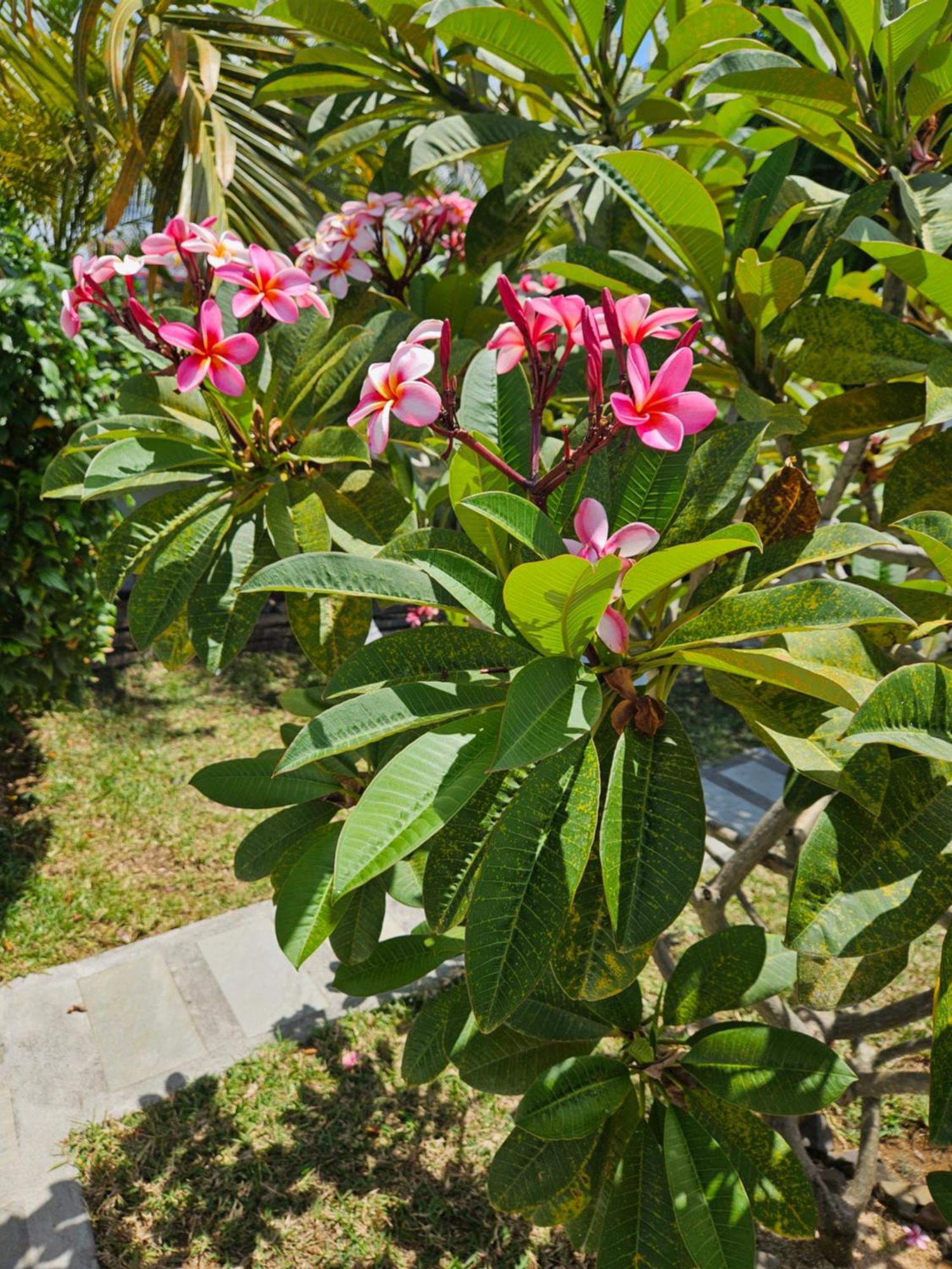 Ferienwohnung Casa Frangipani Mauritius Trou d'Eau Douce Exterior foto